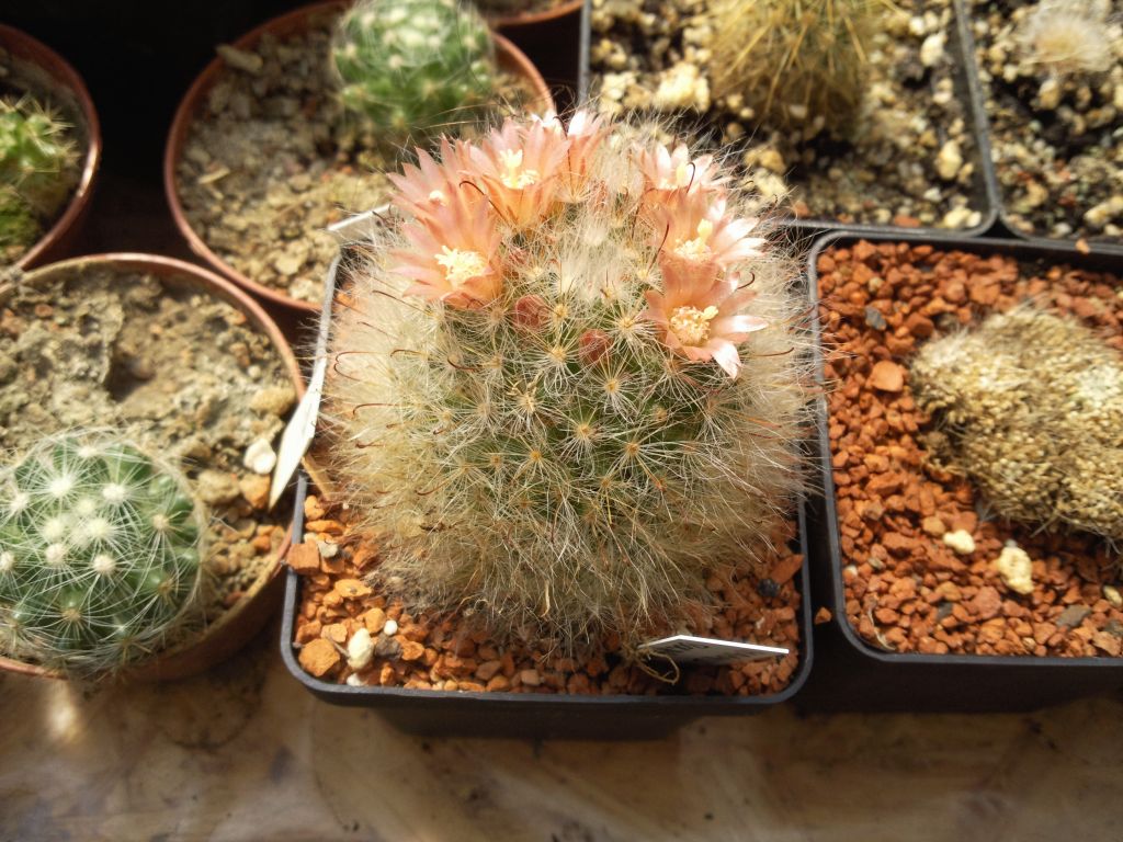 Mammillaria bocasana var.roseiflora